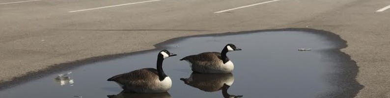 Canada geese adapt to development pressure